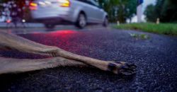 Getötetes Wild am Straßenrand